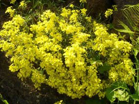 Erysimum sp (Picos de Europa)